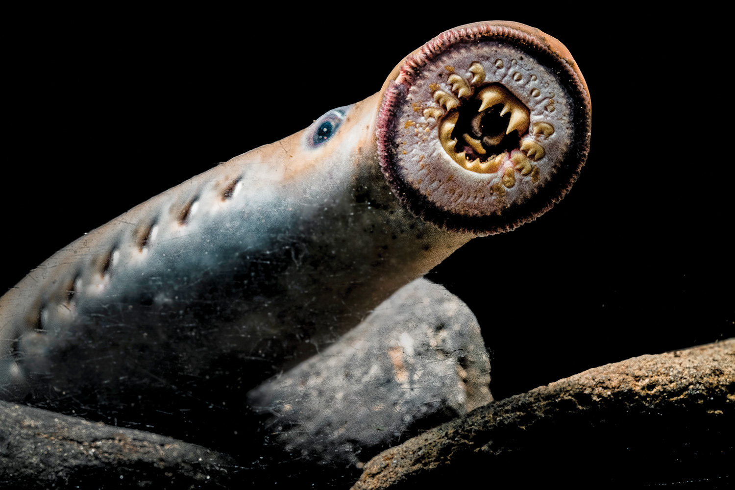 14 Facts About Lamprey - Facts.net