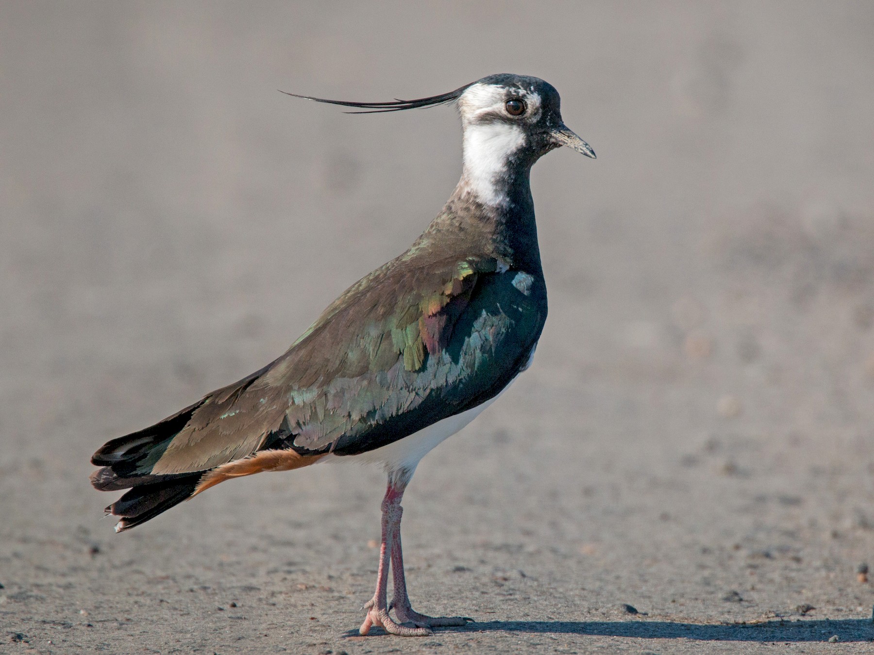 14-facts-about-lapwing