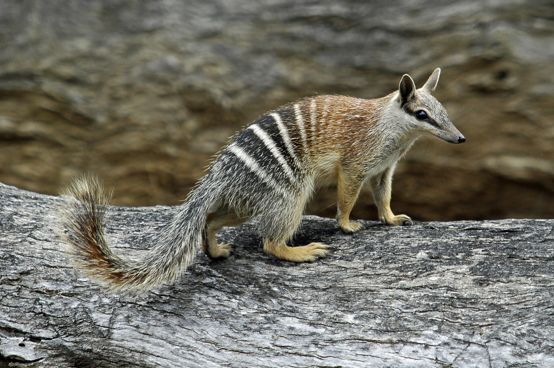 20 Animals Of The Australian Outback Facts 20 Animals Of The Australian Outback Facts