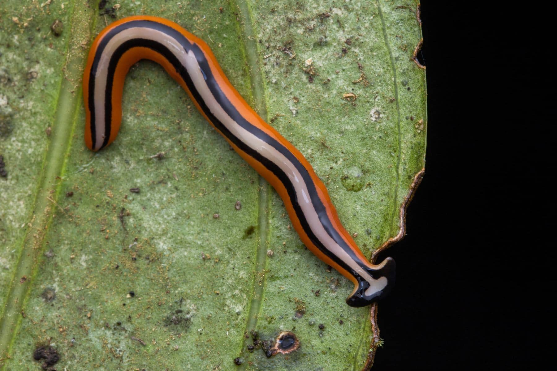 14-facts-about-planarian