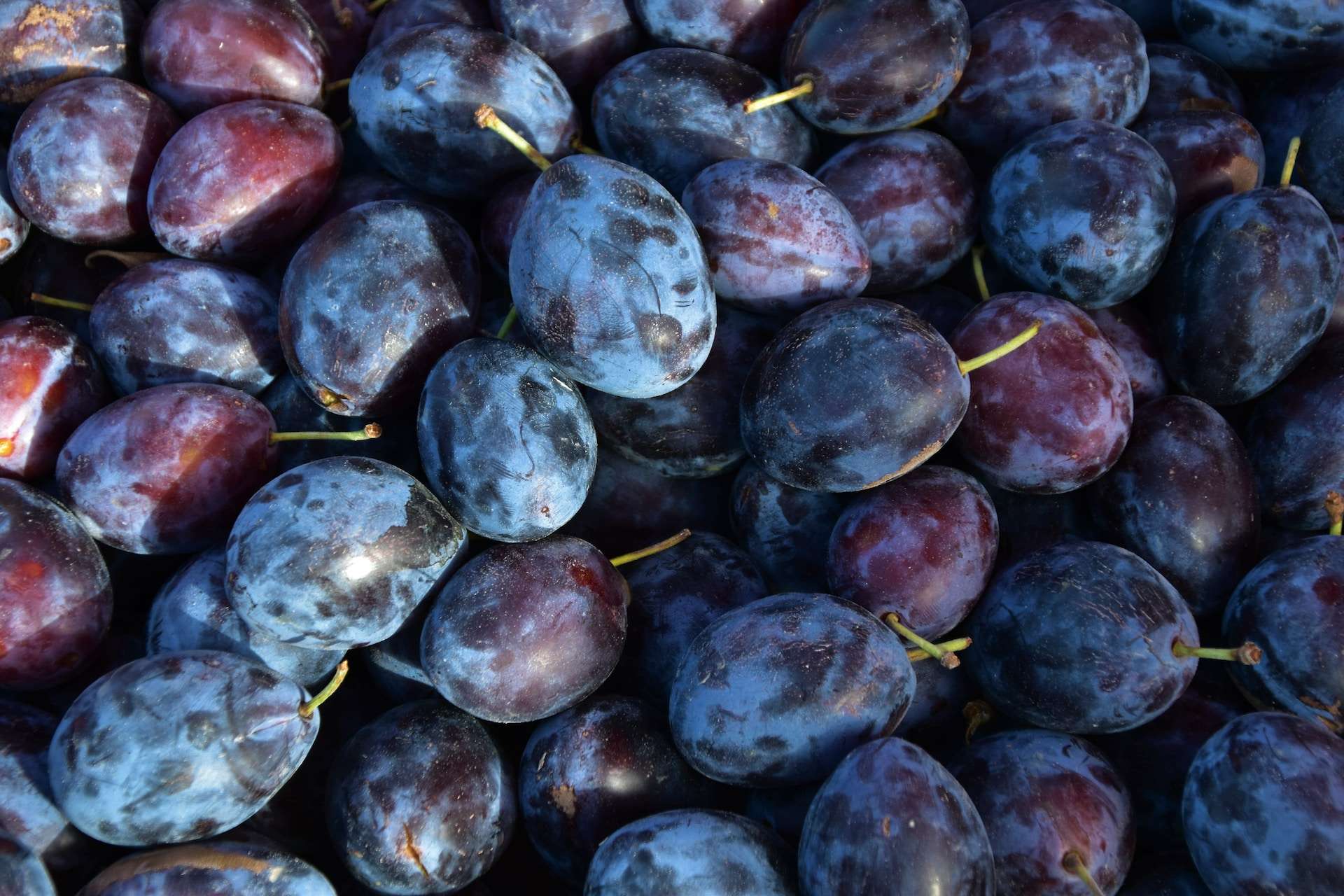 14-facts-about-plums