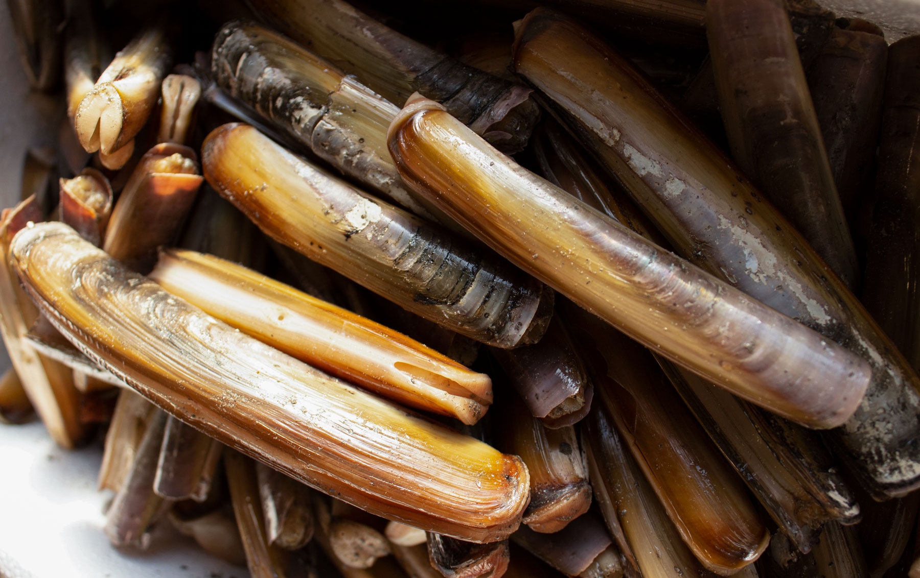 14-facts-about-razor-clam