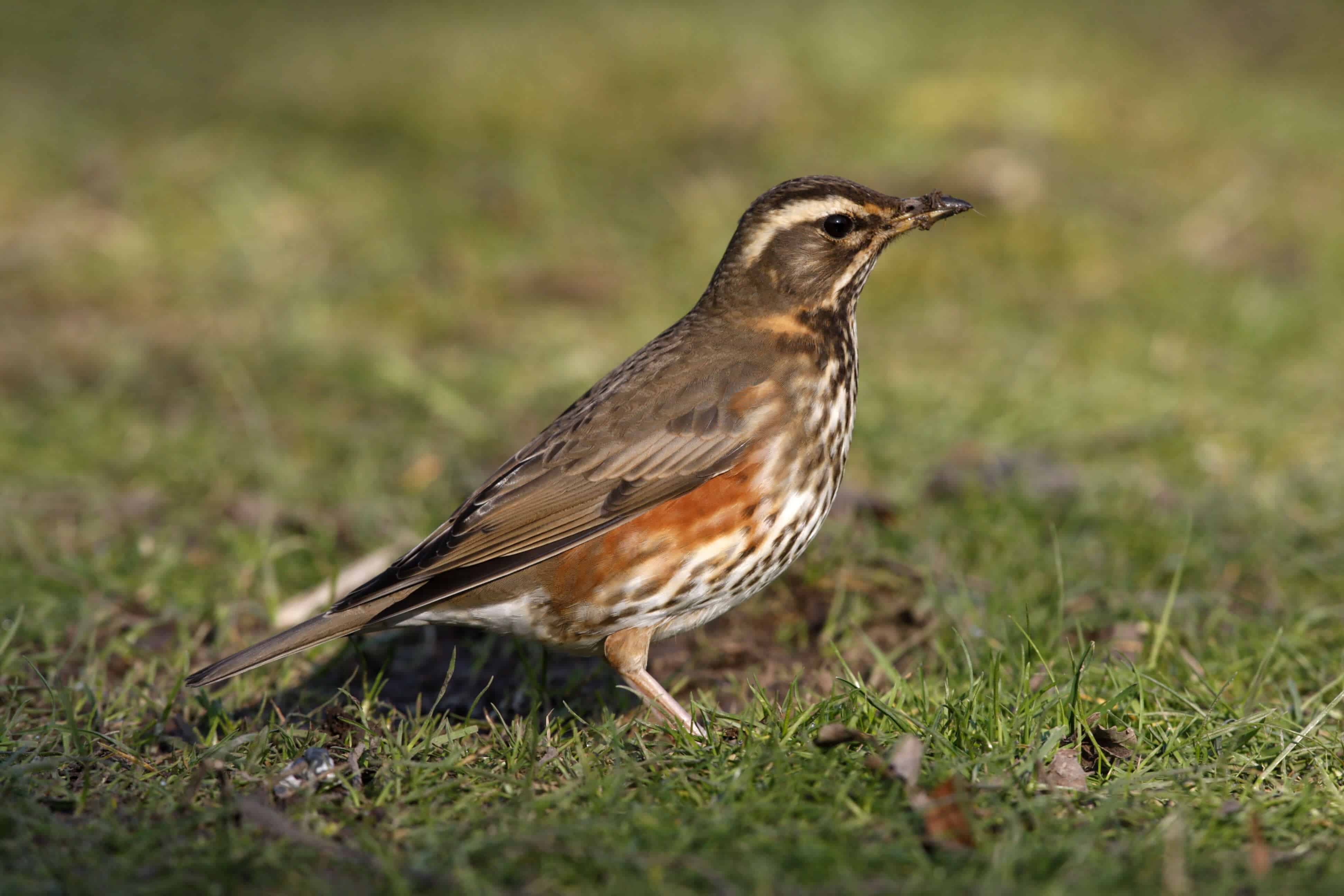 14-facts-about-redwing