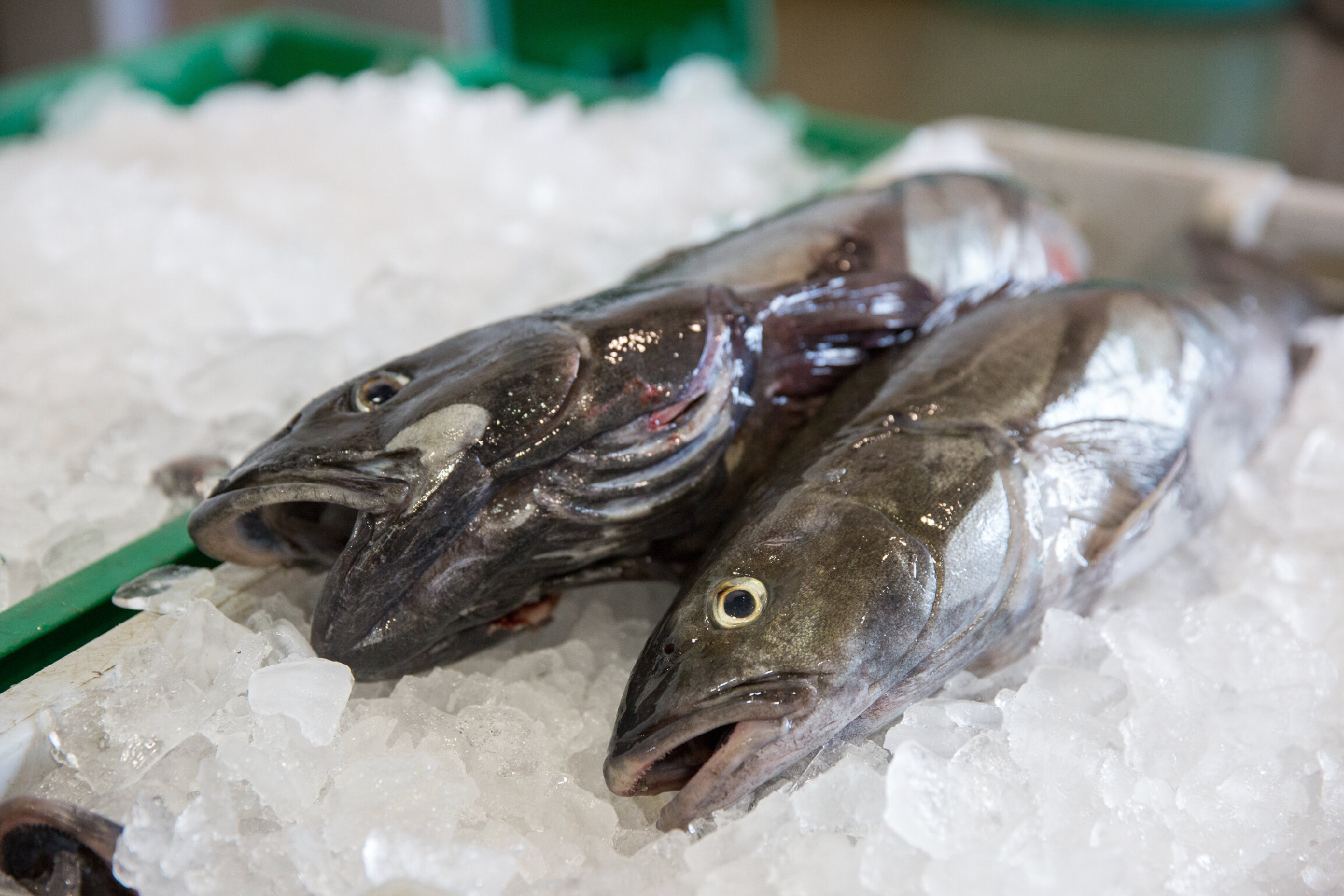 14-facts-about-sablefish