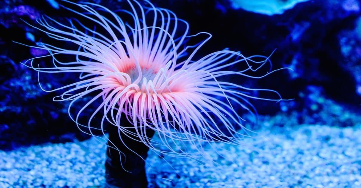 14-facts-about-sea-anemone