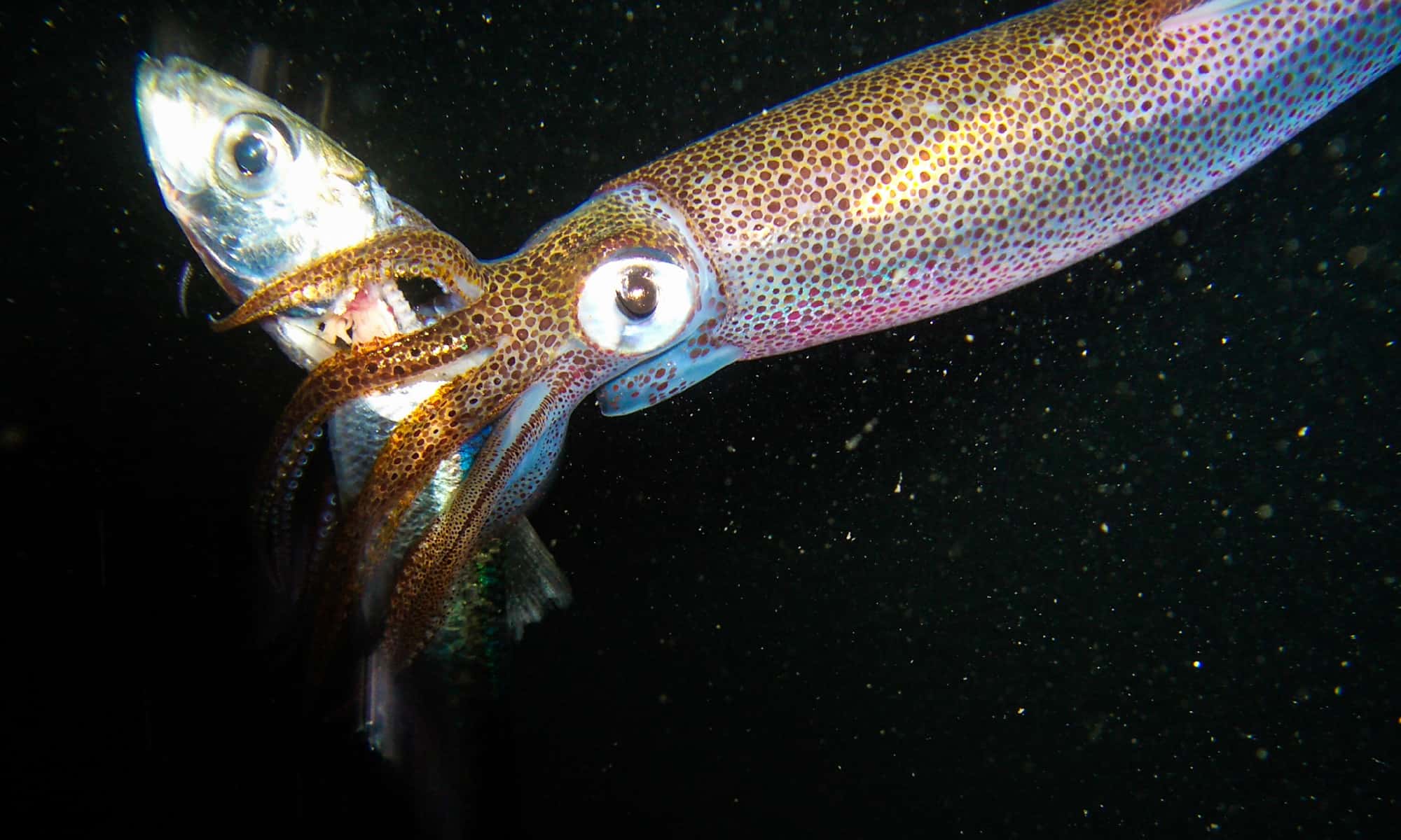 14-facts-about-squids