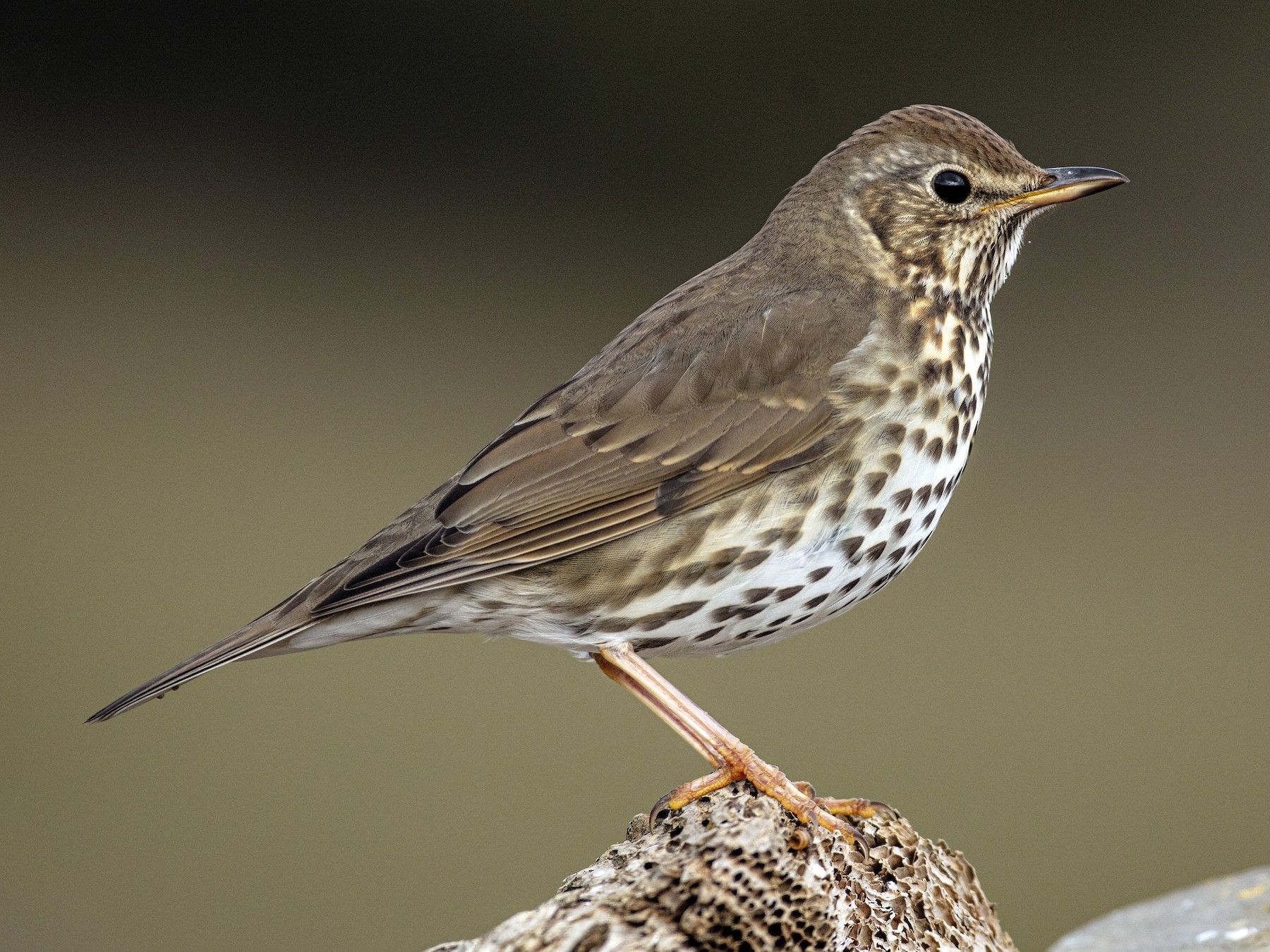14-facts-about-thrush