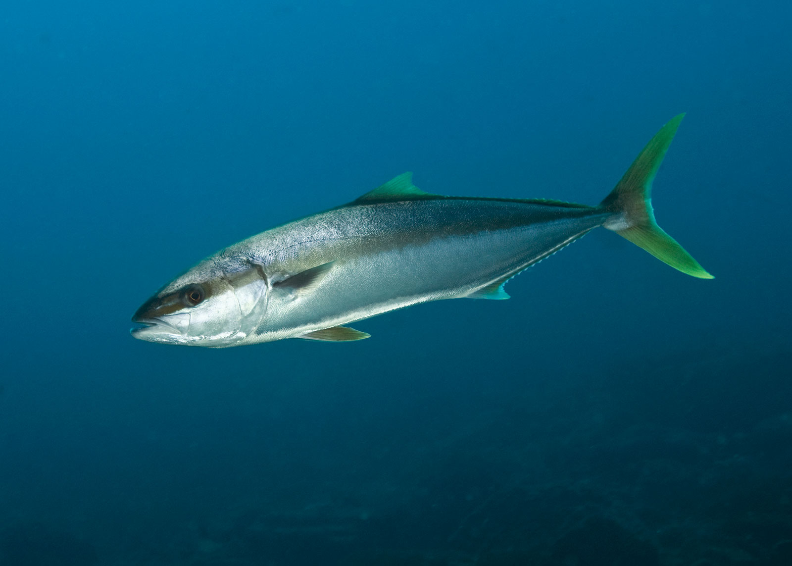 14-facts-about-yellowtail