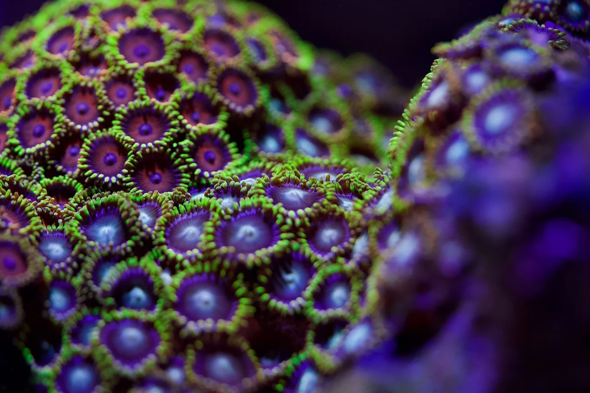 14-facts-about-zoanthid