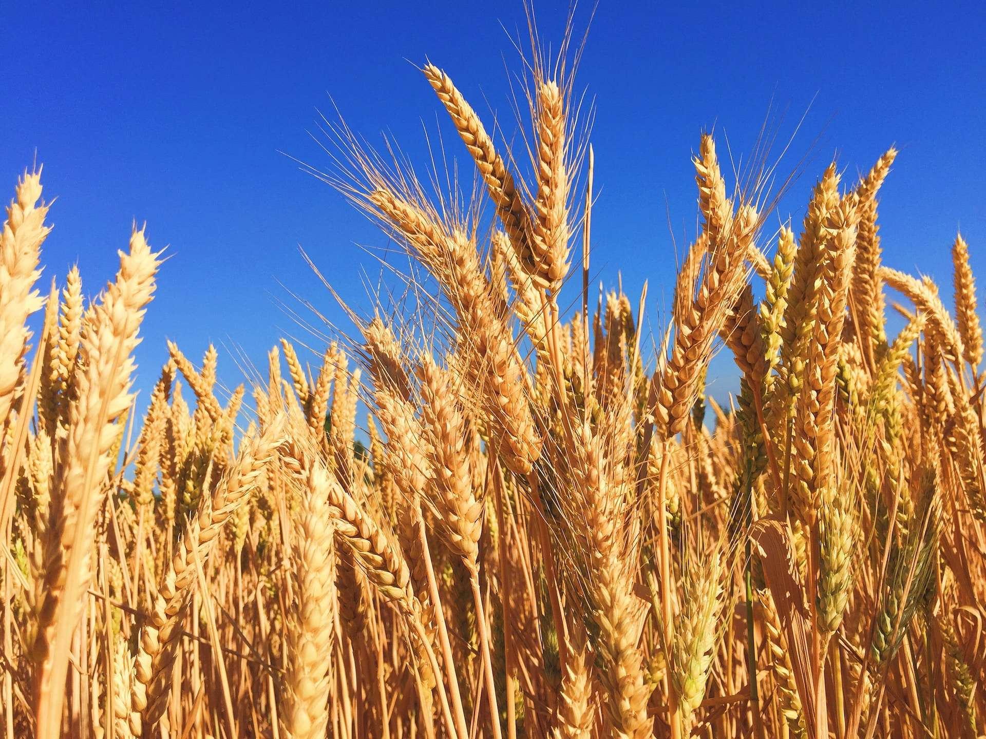 15-facts-about-barley