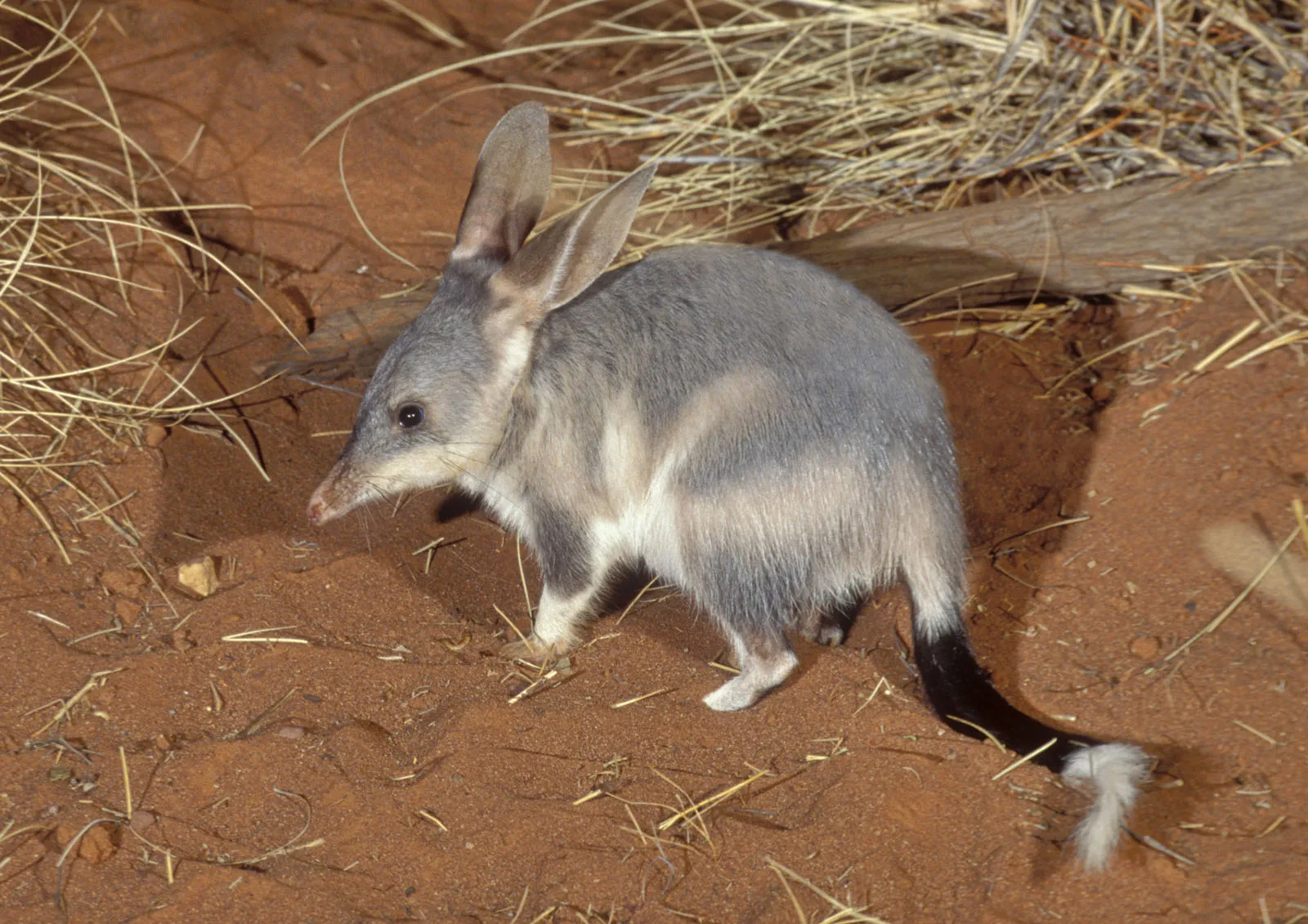15-facts-about-bilby