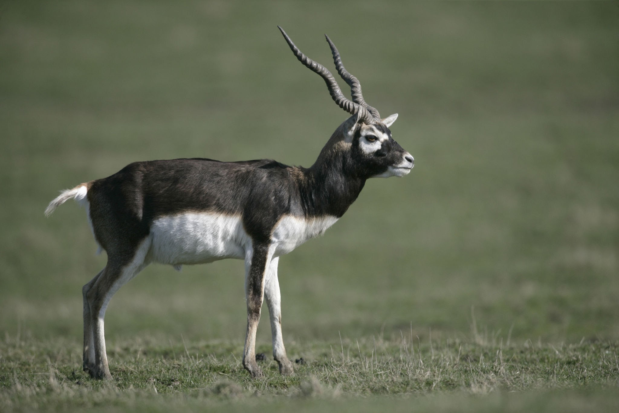 15-facts-about-blackbuck