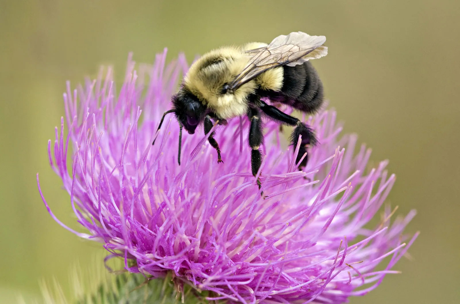 15-facts-about-bumblebees