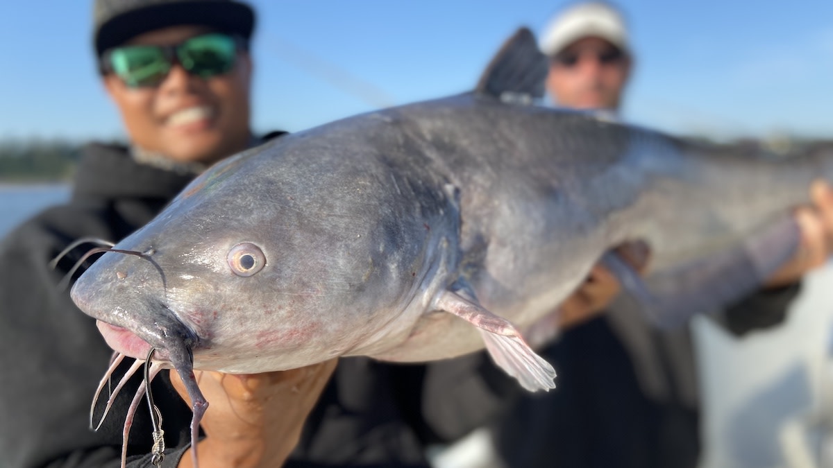 15-facts-about-catfish
