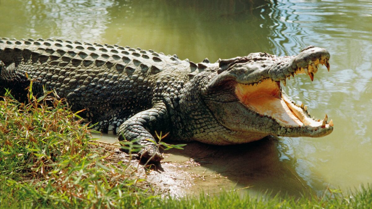 15-facts-about-crocodile