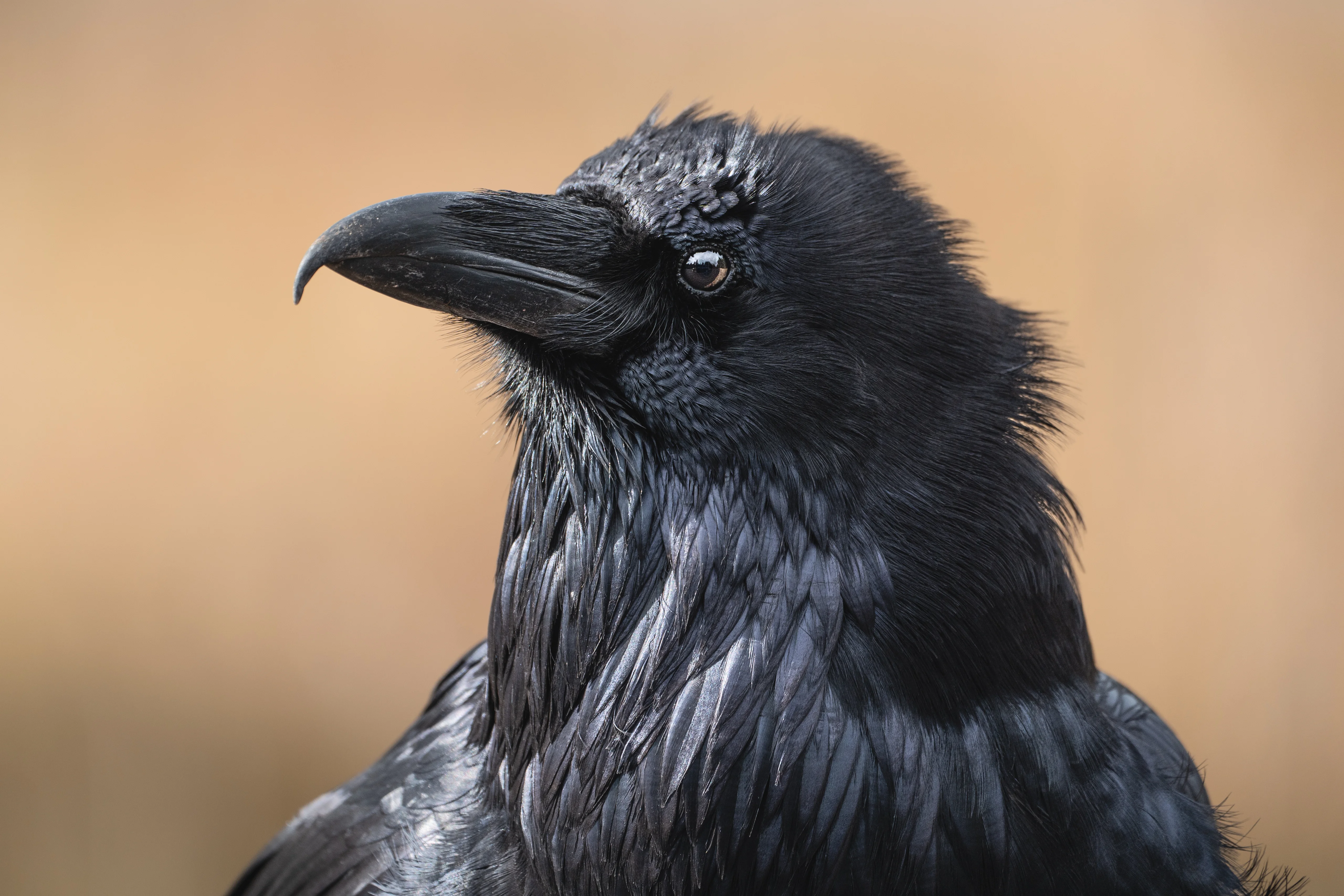 Ravens At Play  The Urban Nature Enthusiast