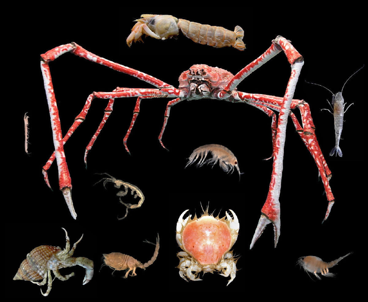 15-facts-about-crustaceans