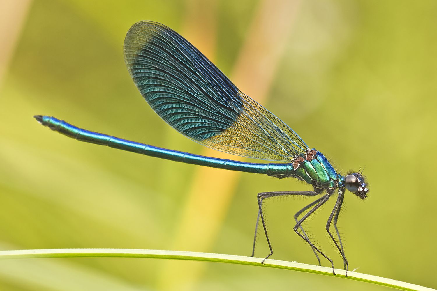 15-facts-about-damselflies