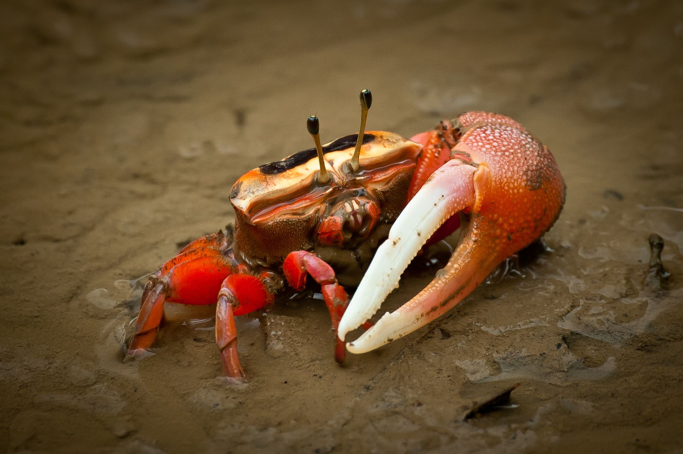 15-facts-about-fiddler-crabs