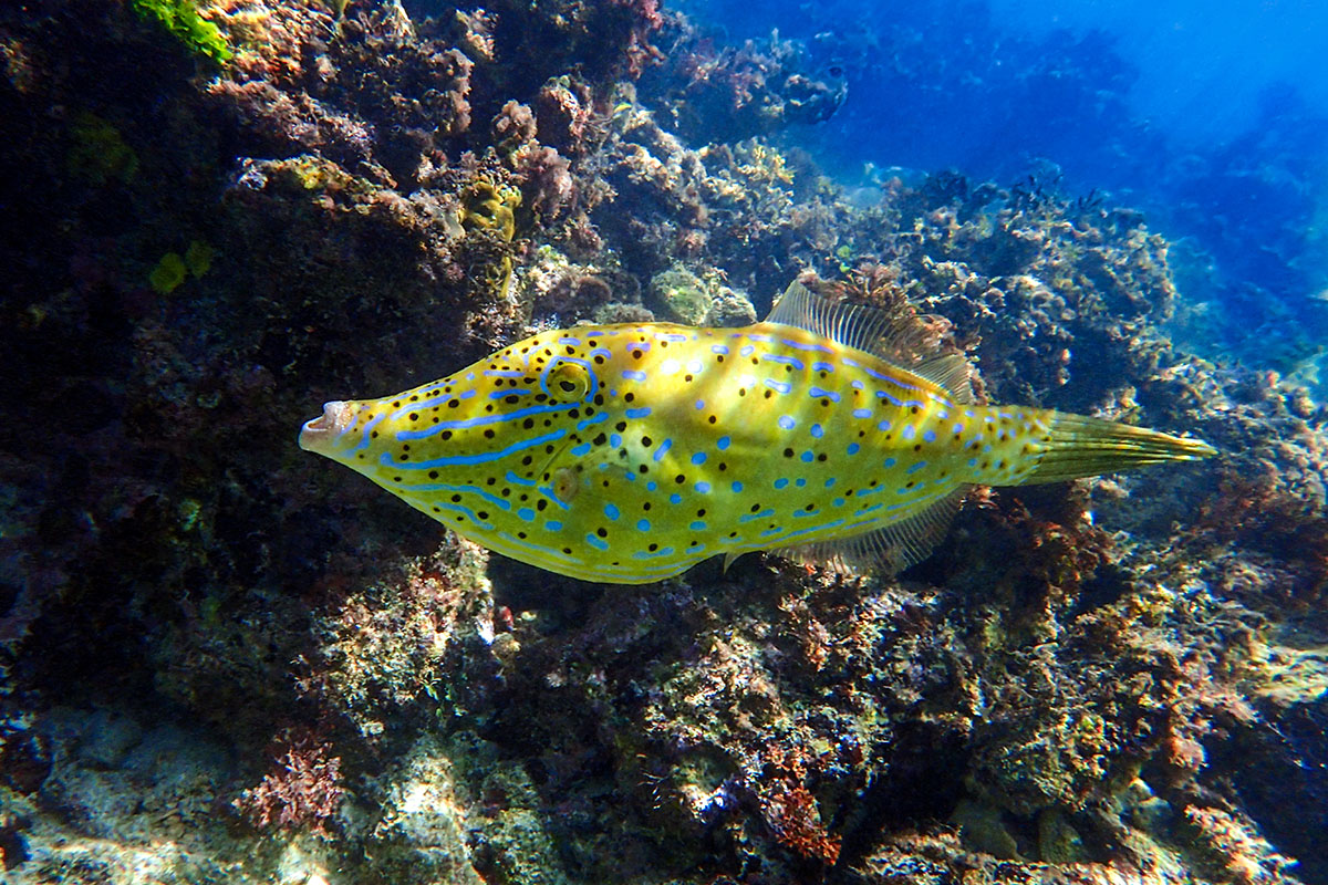 15-facts-about-filefish