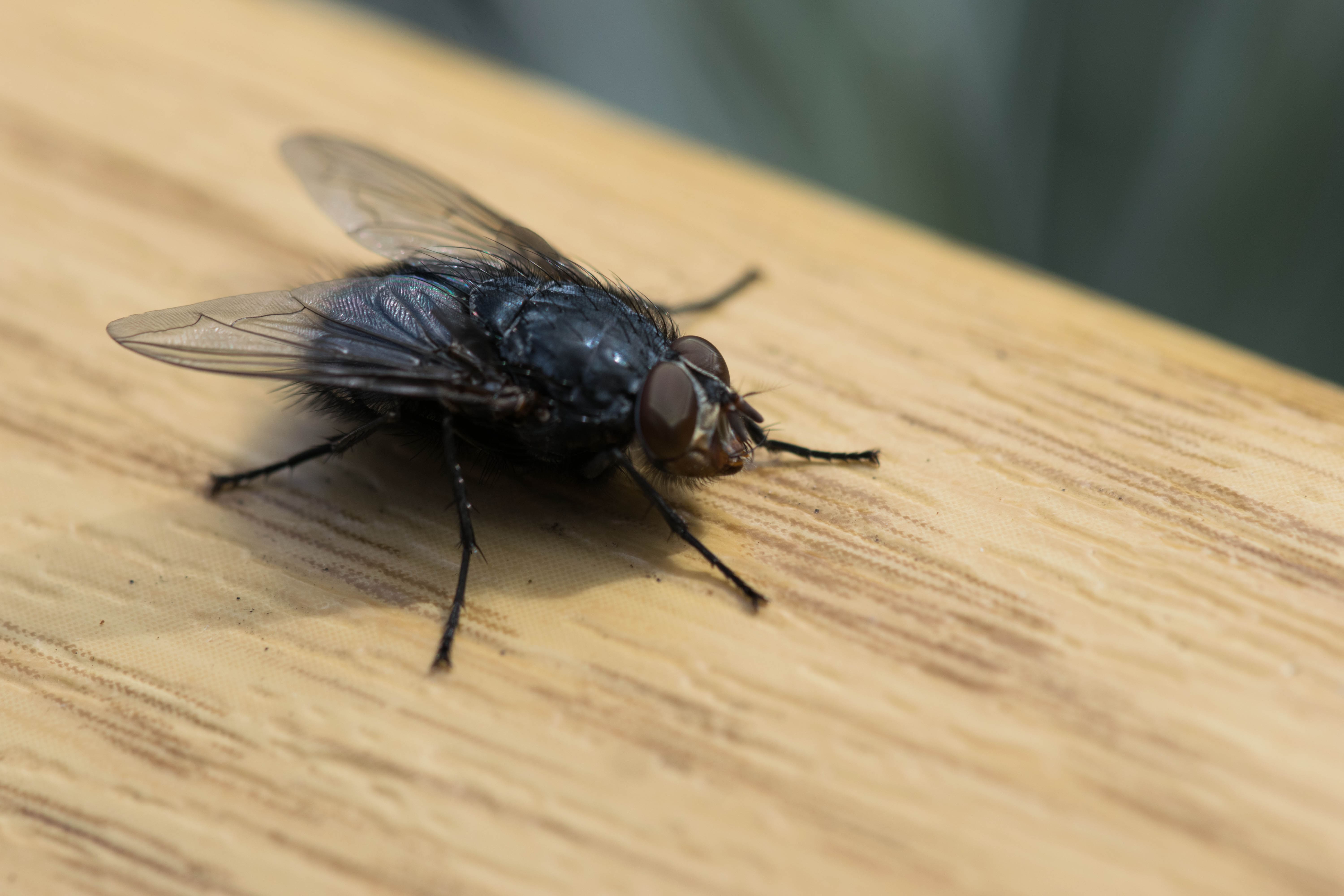 15 Facts About Flies - Facts.net