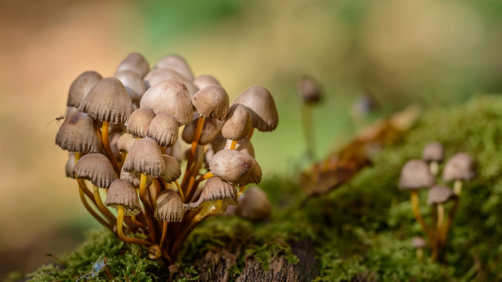 15-facts-about-fungus