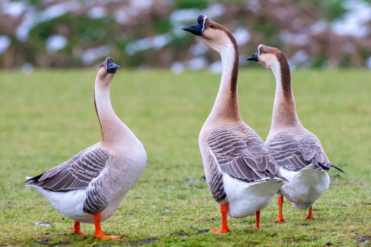 15-facts-about-geese