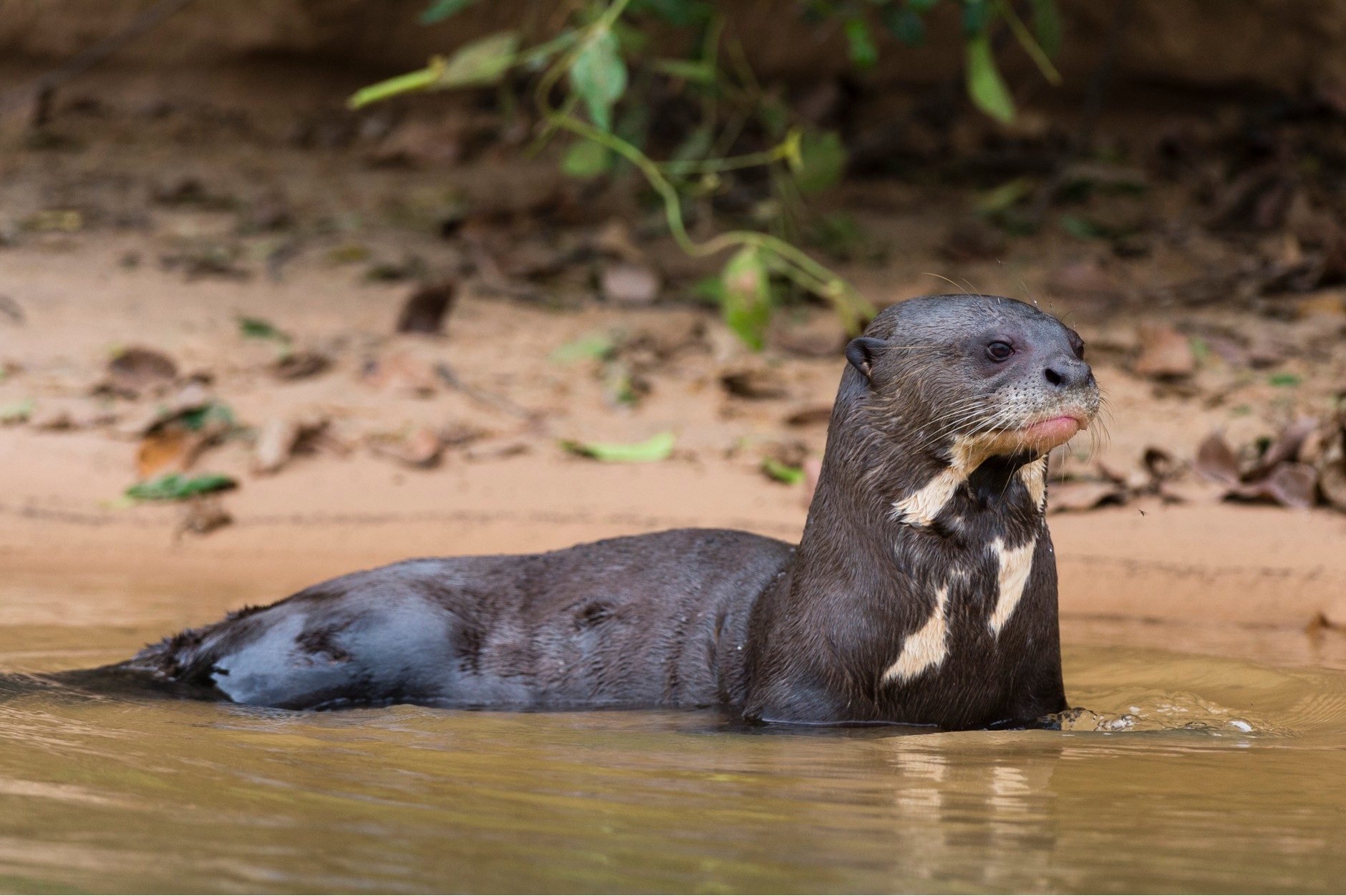 15-facts-about-giant-otter