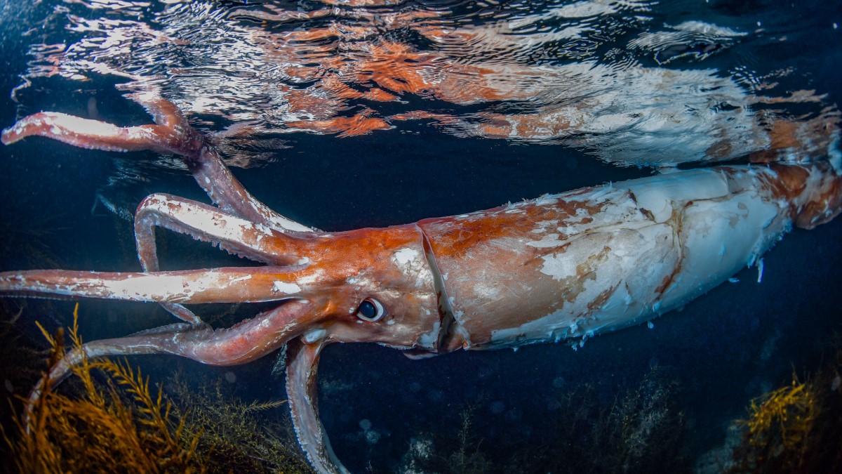 20 Animals That Are Larger Than You Realize Facts