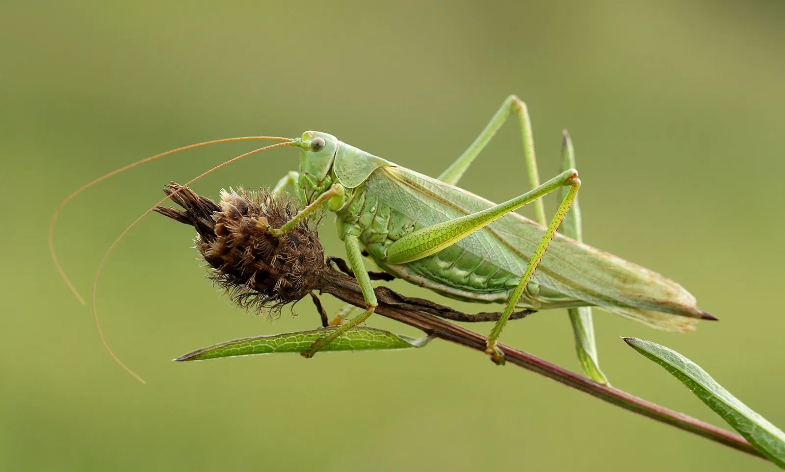 15-facts-about-grasshoppers