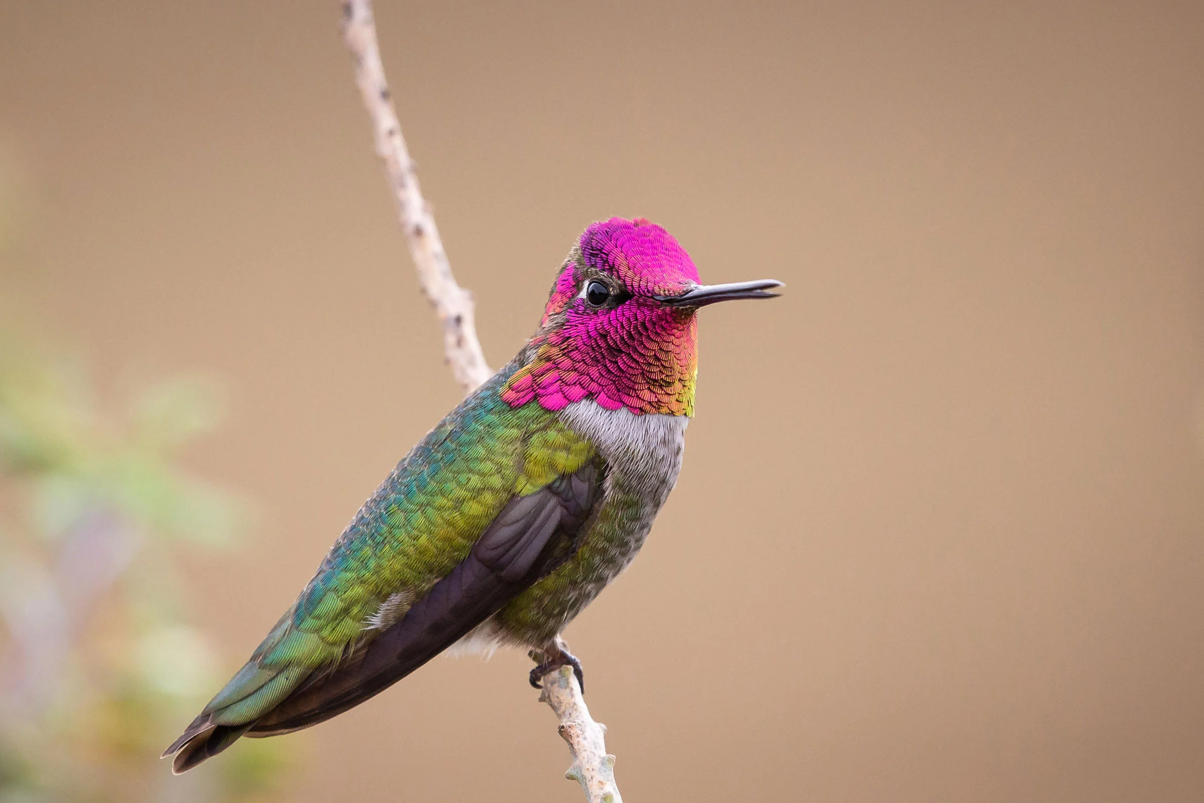 15-facts-about-hummingbirds
