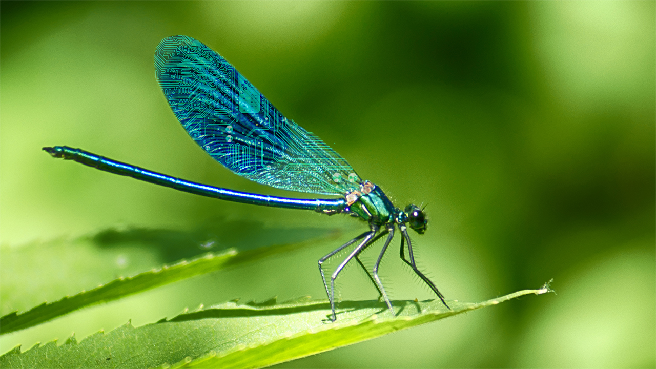 15-facts-about-insects