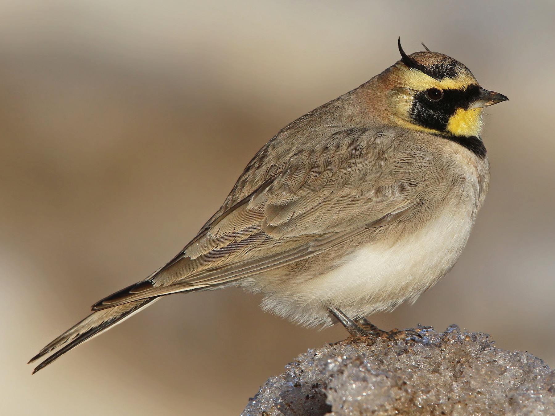 Lark Bird - Discover Fascinating Facts, Diet, Habitat, and Pictures!