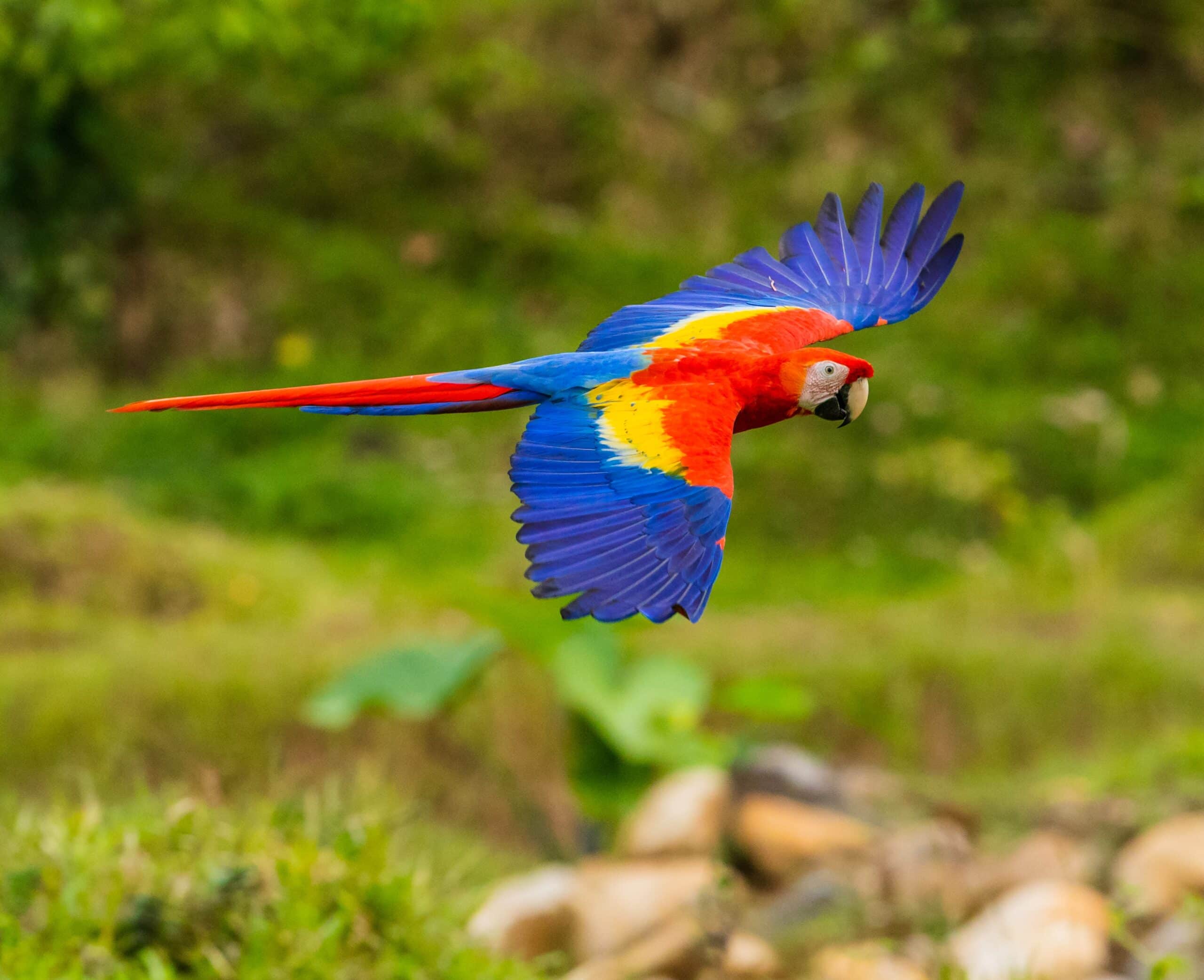 15-facts-about-macaw