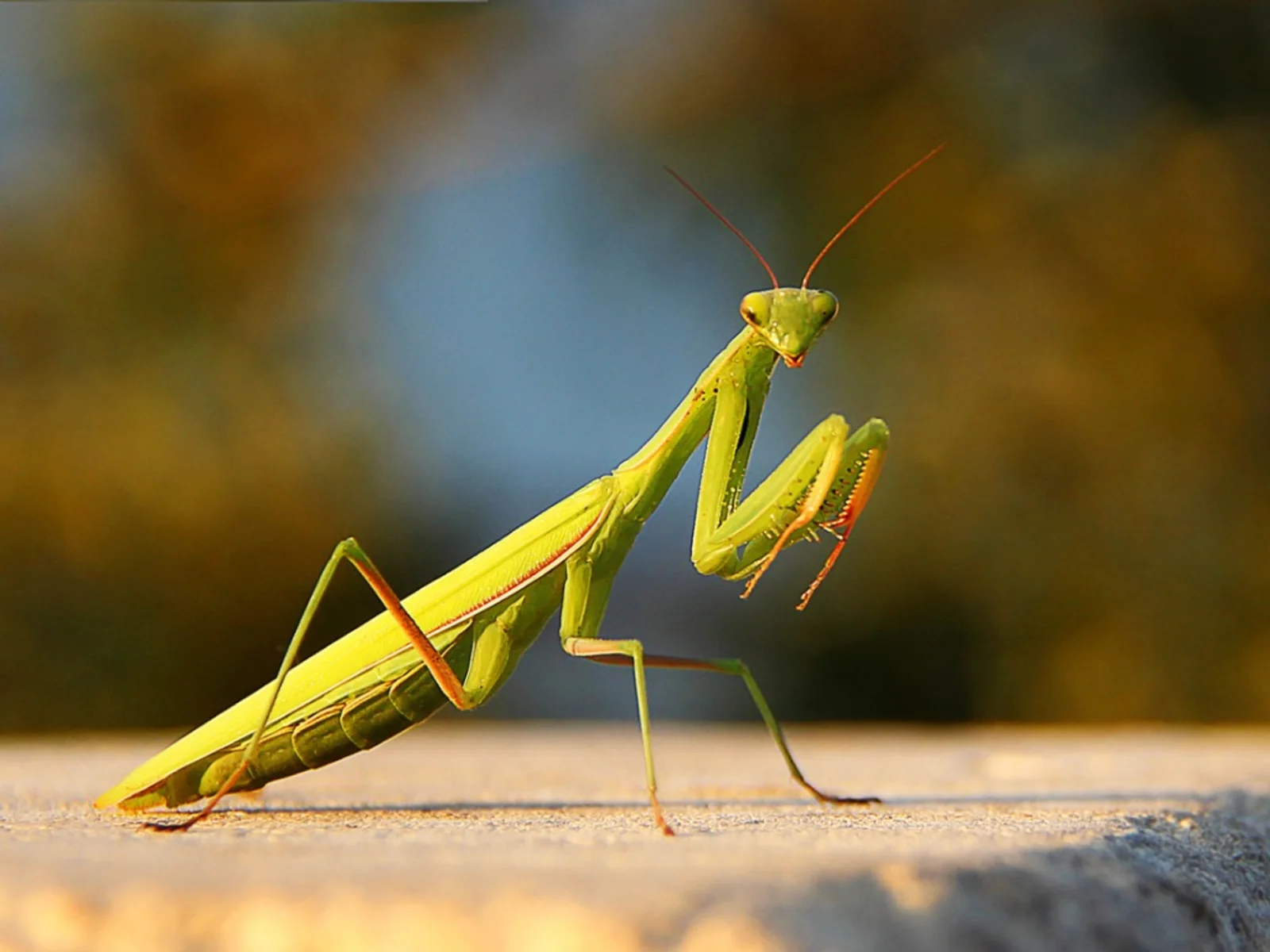 15-facts-about-mantises