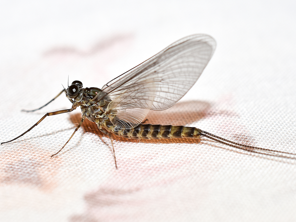 15-facts-about-mayflies