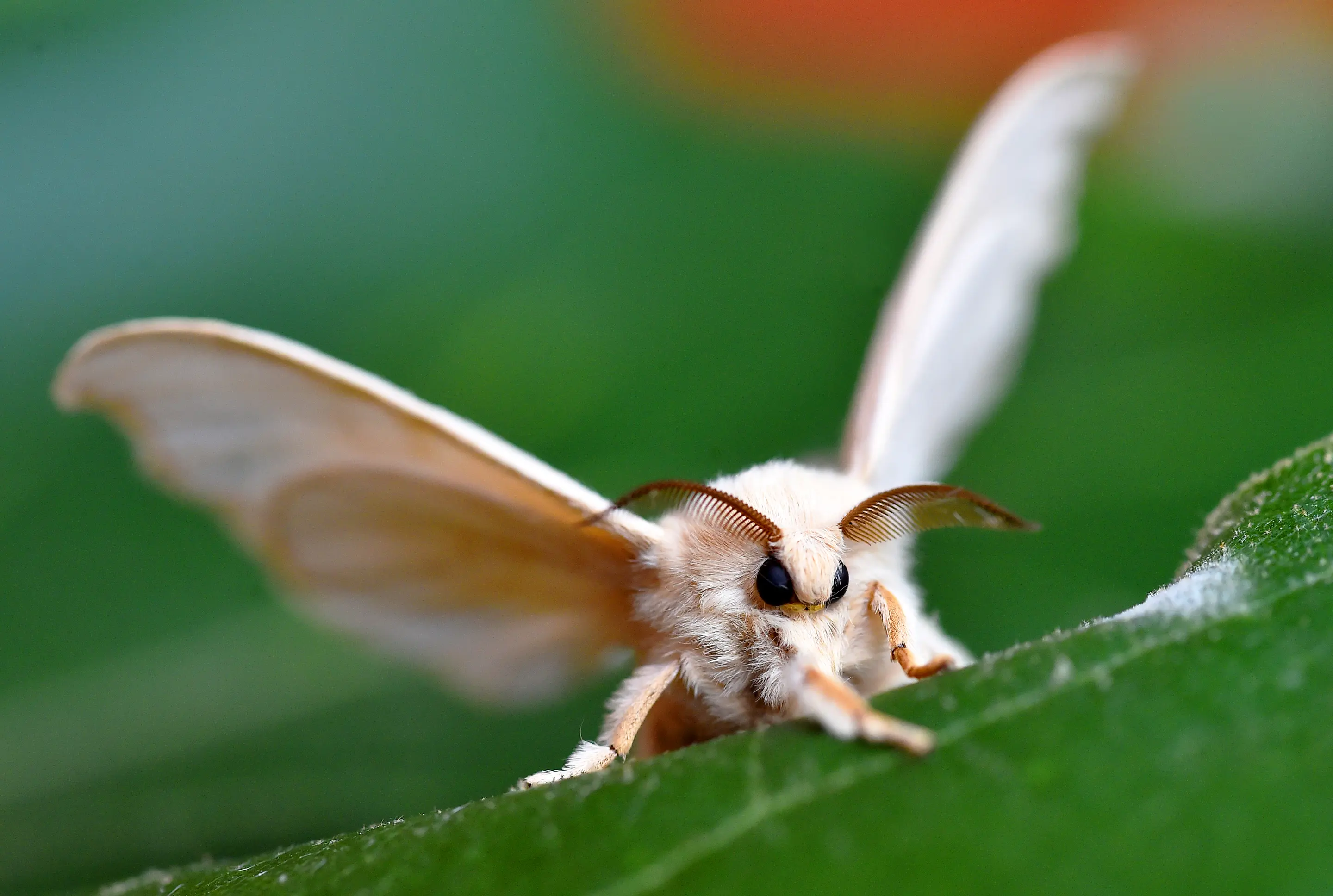 15-facts-about-moths
