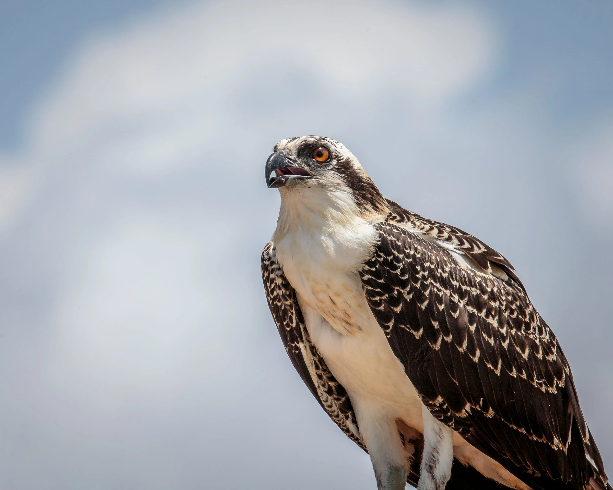 15-facts-about-osprey