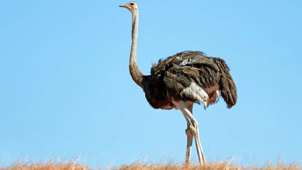 15-facts-about-ostrich