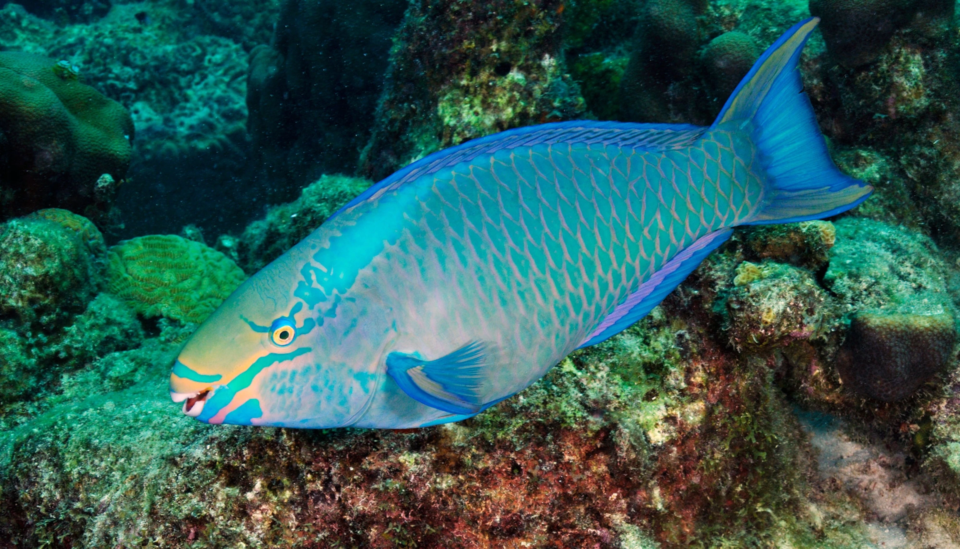 15-facts-about-parrotfish