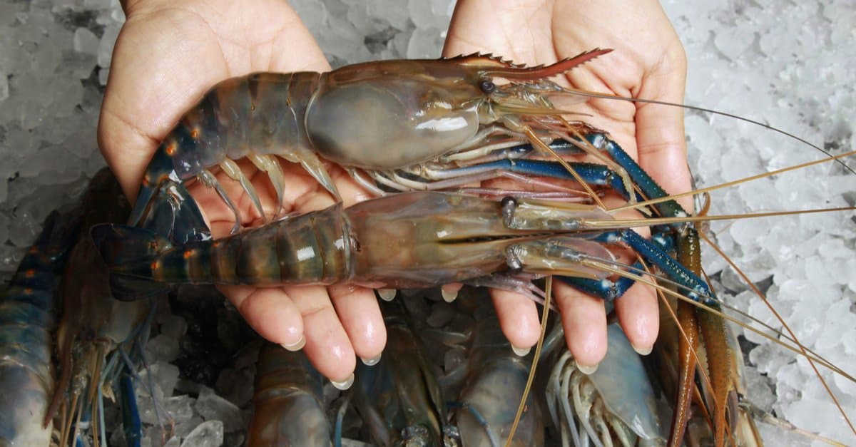 15-facts-about-prawn