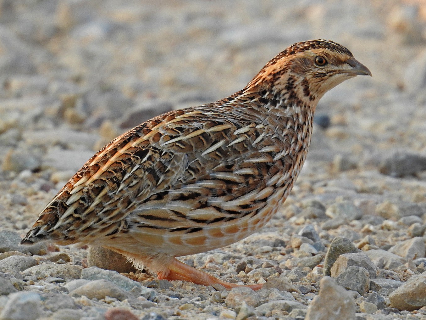 15-facts-about-quails