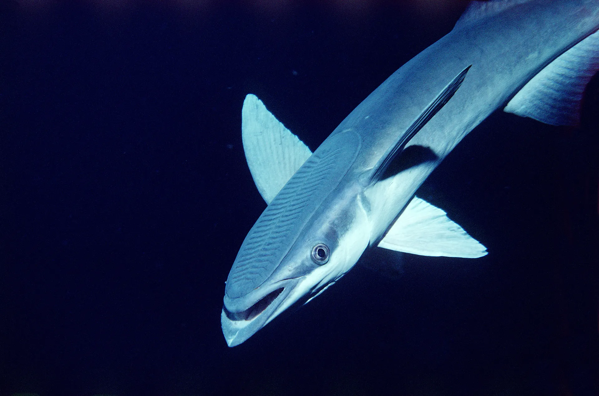 15-facts-about-remora