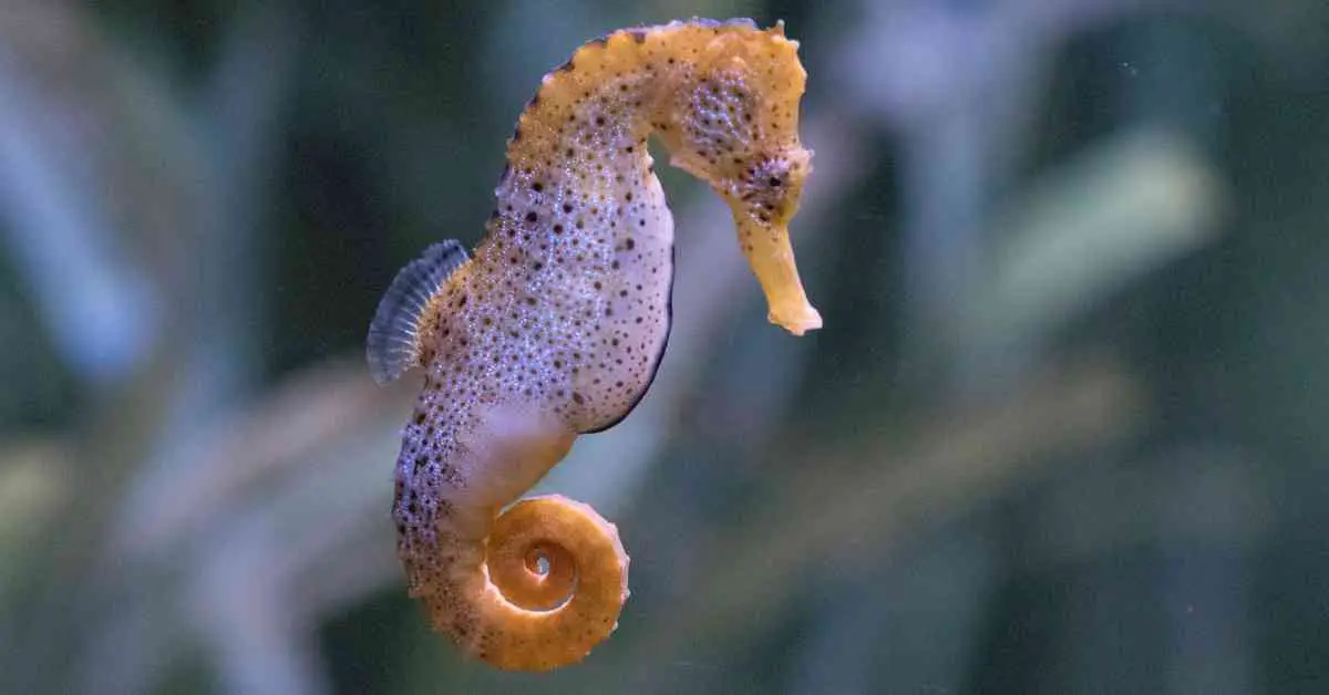 15-facts-about-seahorses