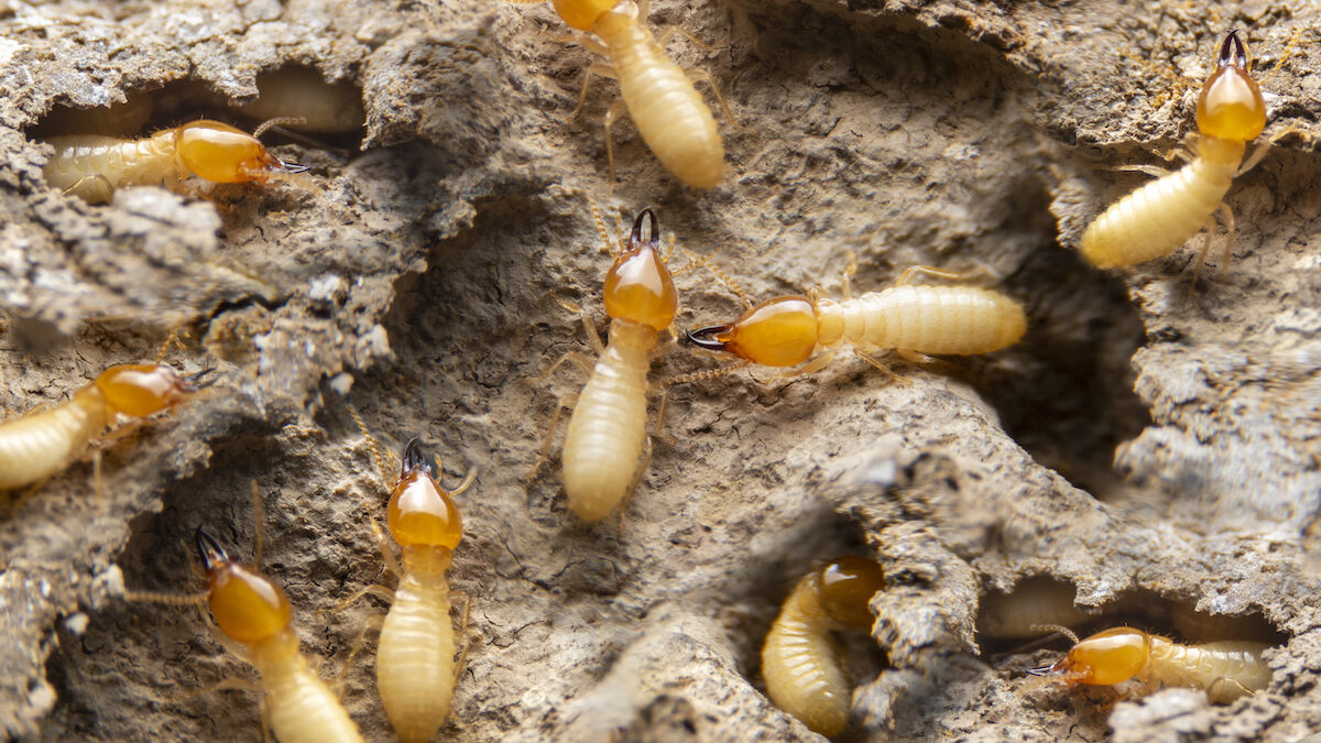 15-facts-about-termites