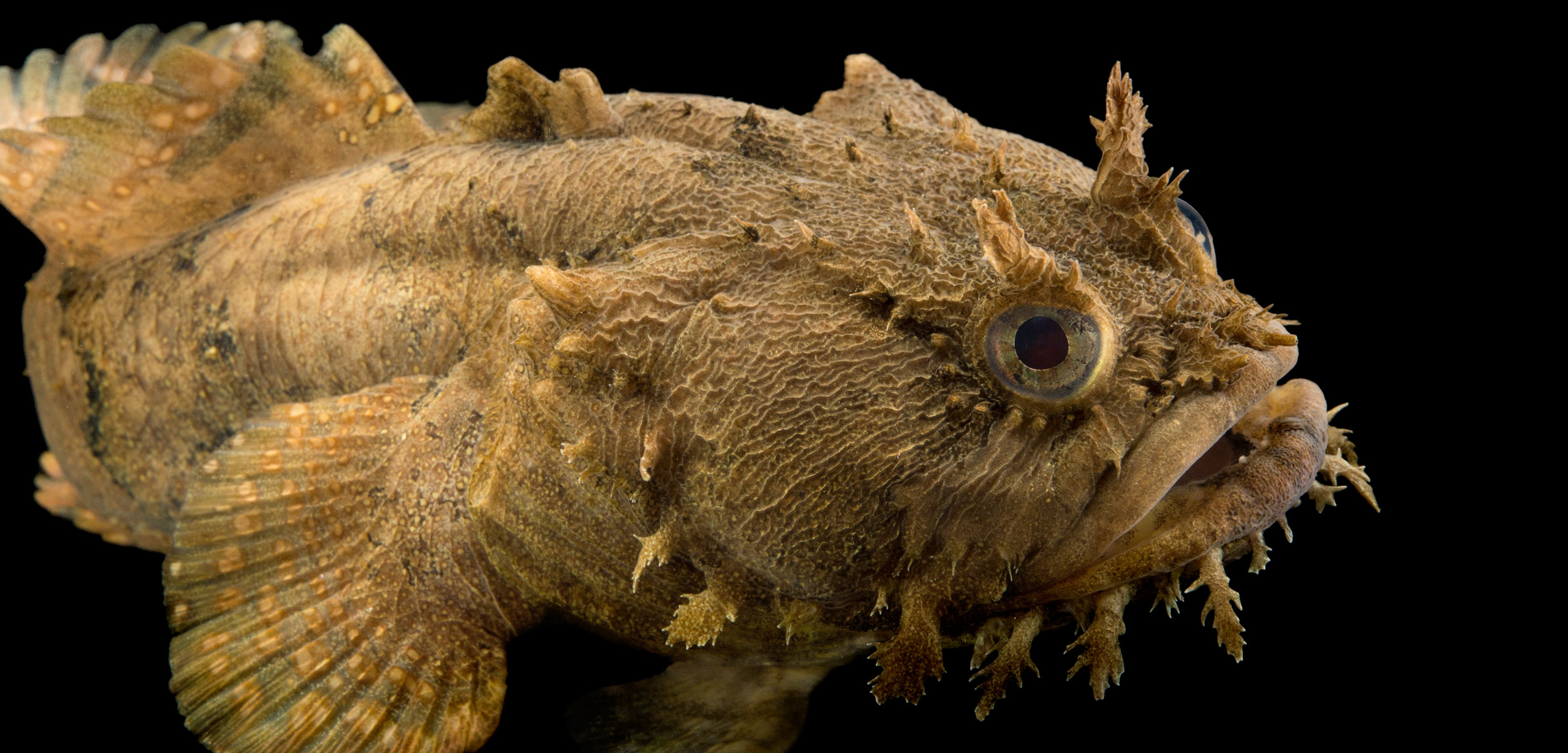 15-facts-about-toadfish