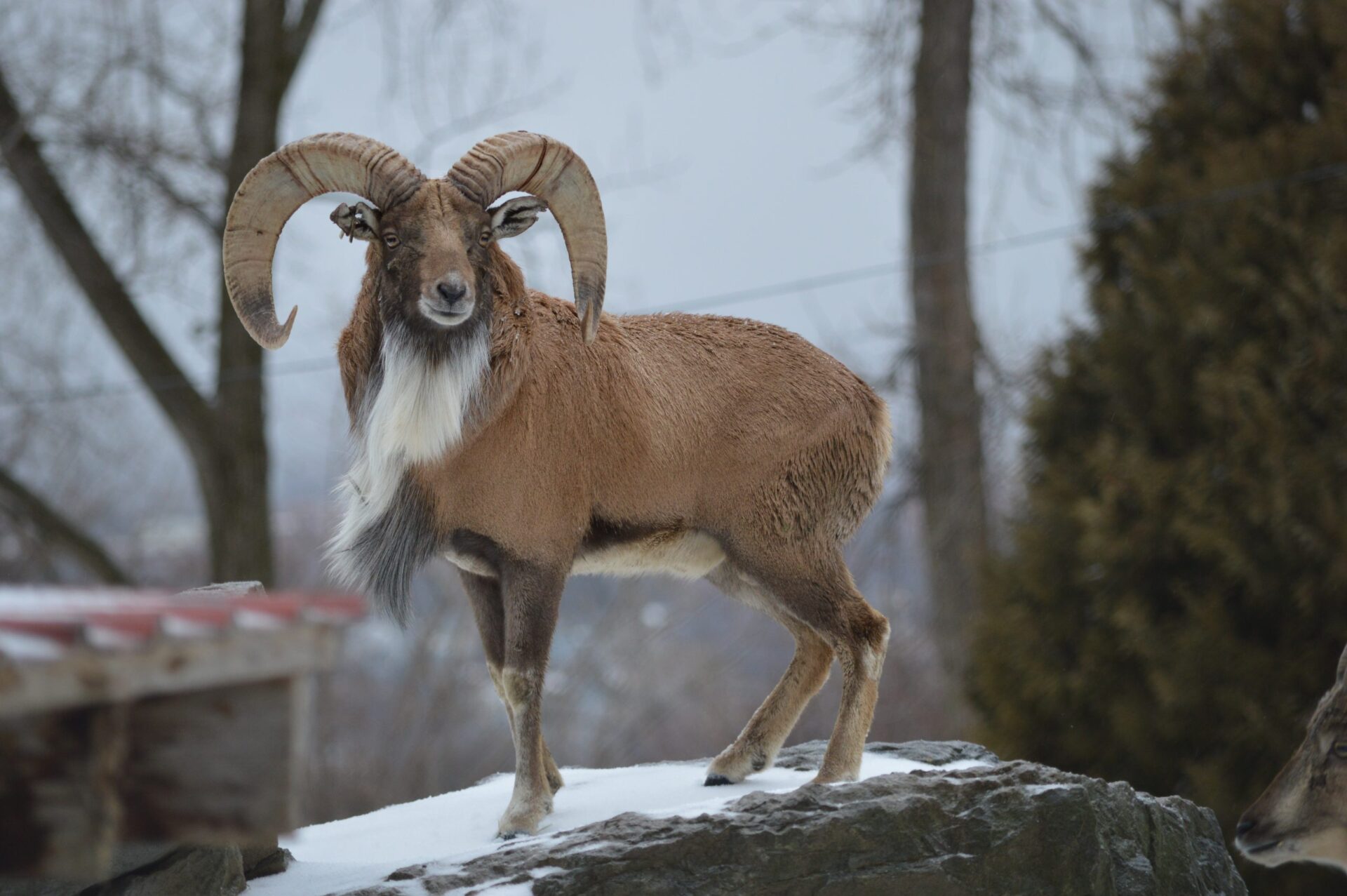 15-facts-about-urial
