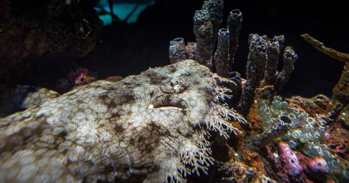 15-facts-about-wobbegong