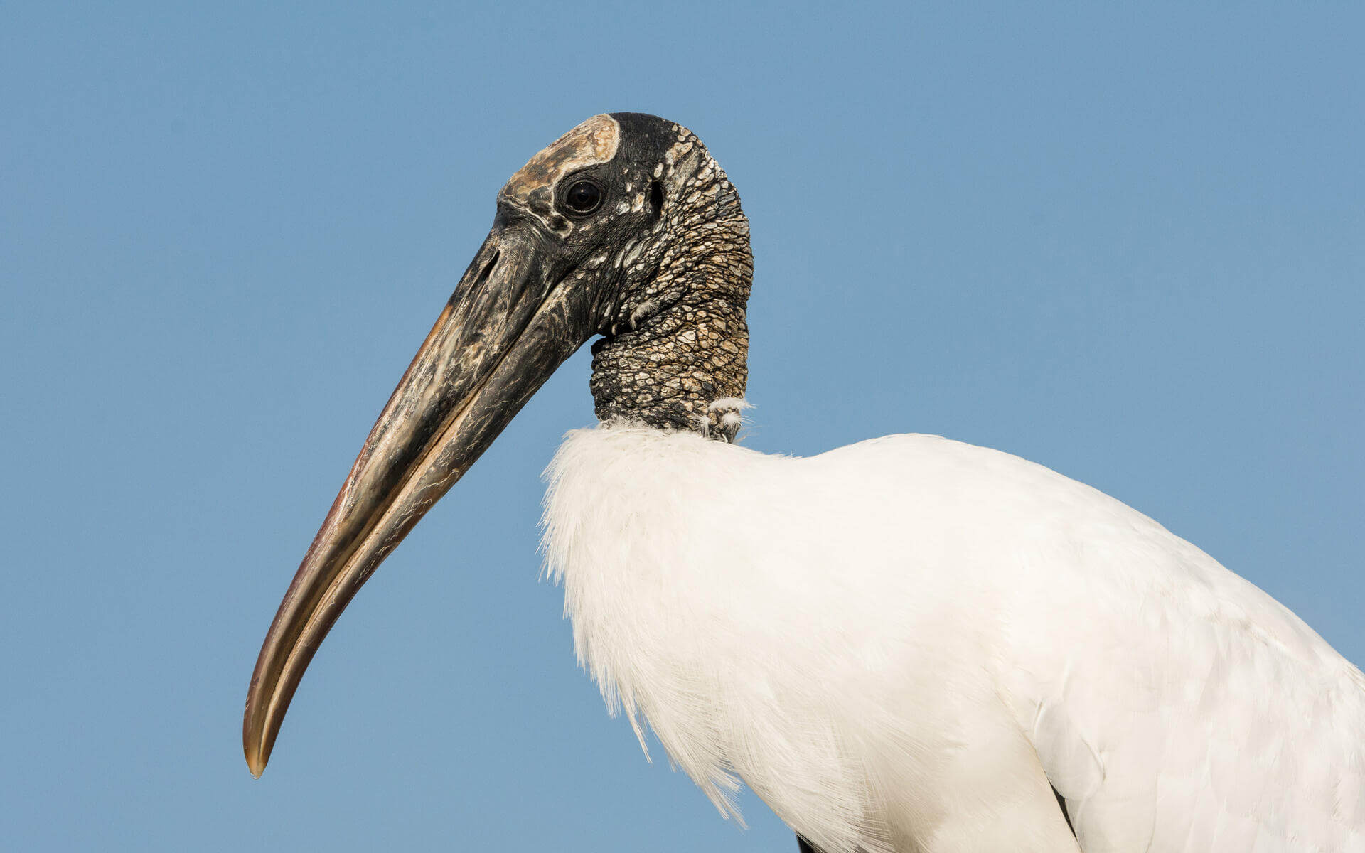 15-facts-about-woodstork