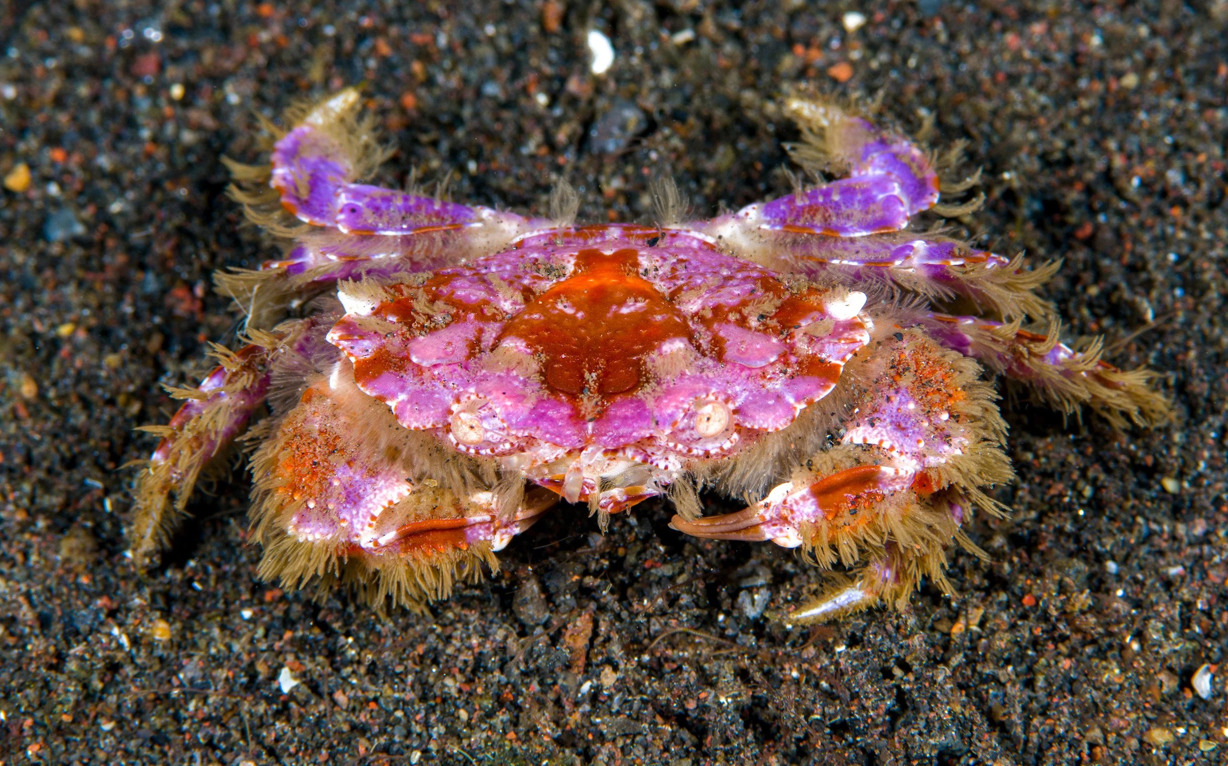 15-facts-about-xanthid-crab